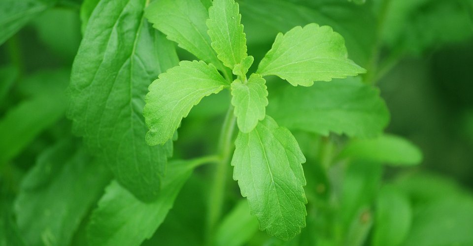La Stevia en la alimentación.