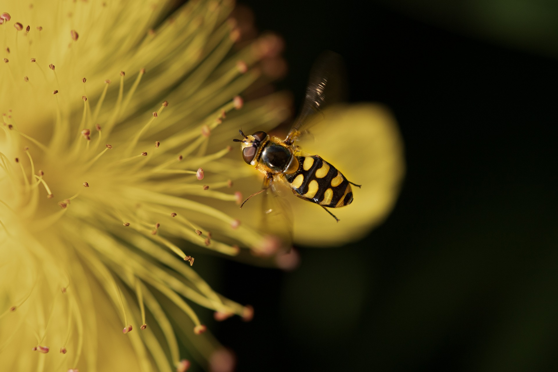 Nuevo informe sobre insectos comestibles